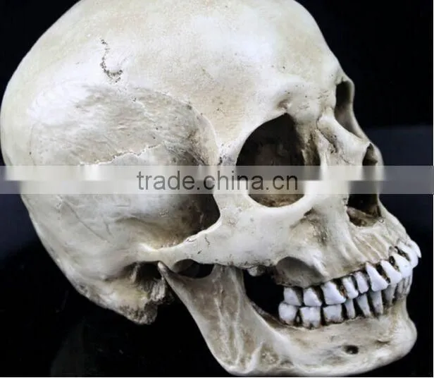 Human Resin Skull Model for Halloween