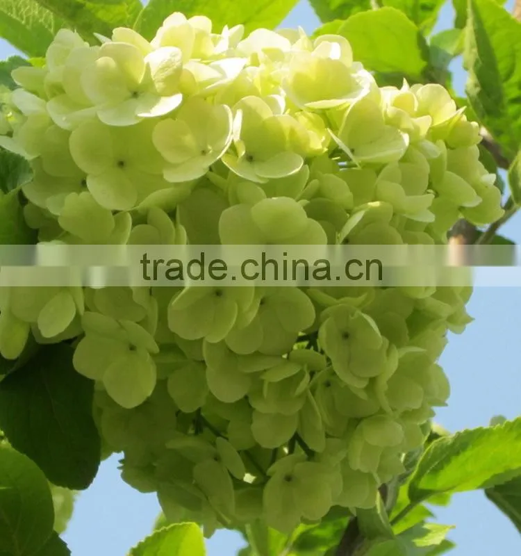 Newest Best-Selling popular lime green hydrangea flower
