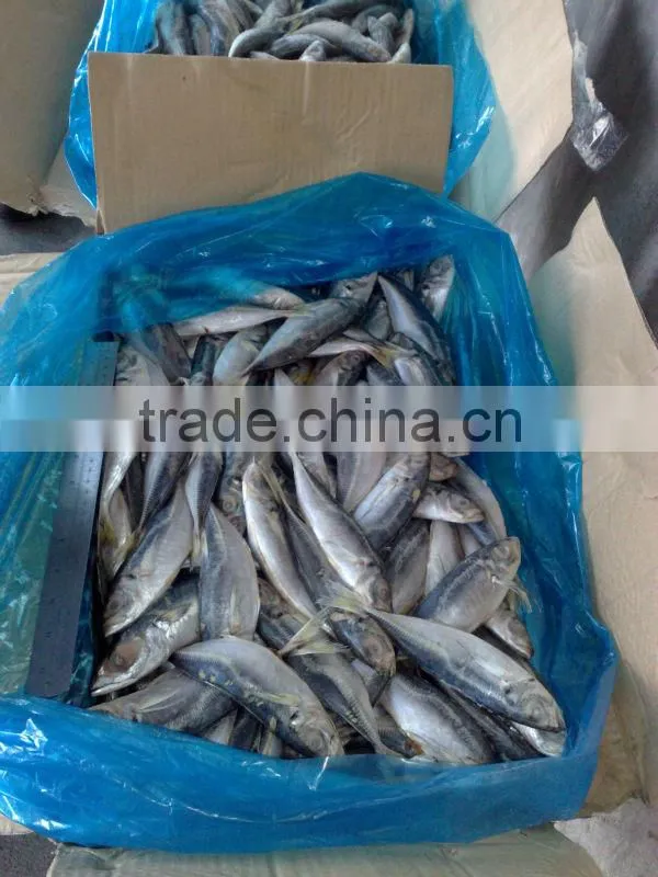 14-16cm frozen horse mackerel