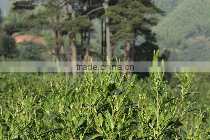 Chinese organic green tea supergreen