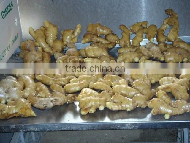 new crop China fresh ginger from fty