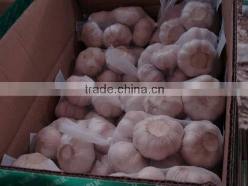 fresh garlic