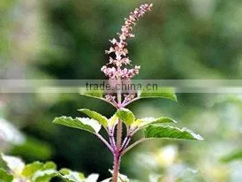 Holy Basil Oil Natural