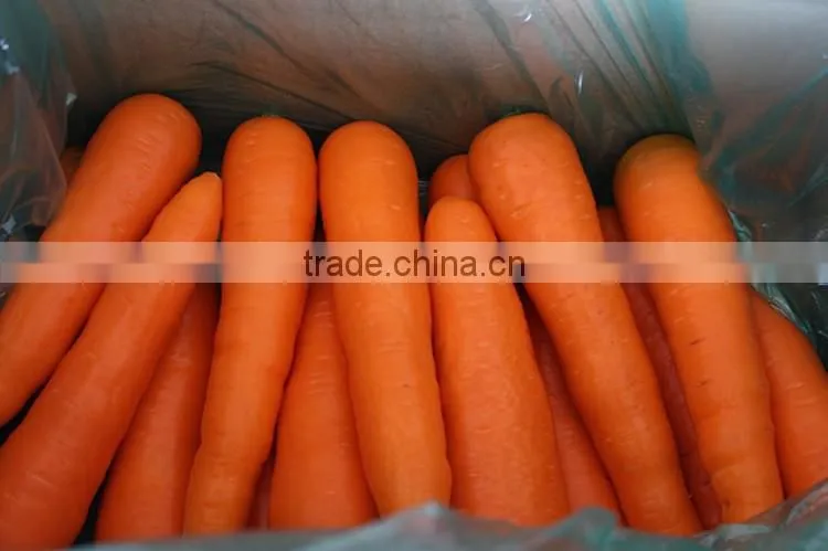 Carrot Price Carrot Farm Carrot Exporter 2016 best quality
