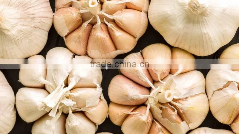 2016 high quality fresh garlic