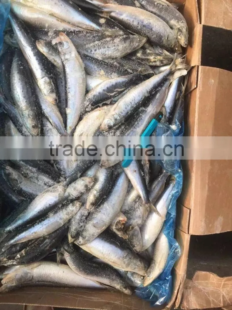 whole round of high quality sardinops melanostictus in 2016