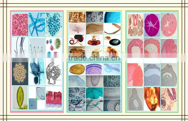 50pieces set mixed basic prepared slides