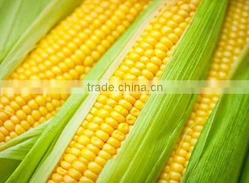 Frozen Corn Boiled high quality export from vietnam