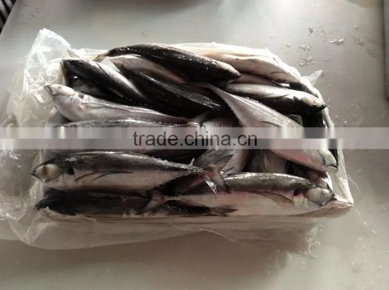 Frozen newly caught Torpedo trevally on sale