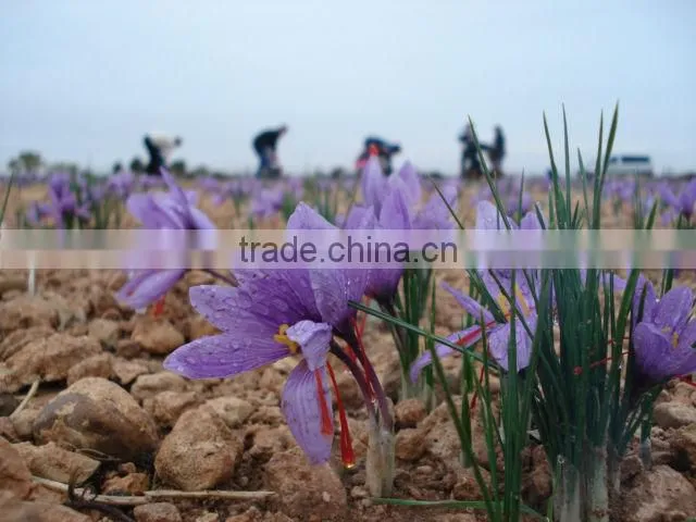 Organic Saffron