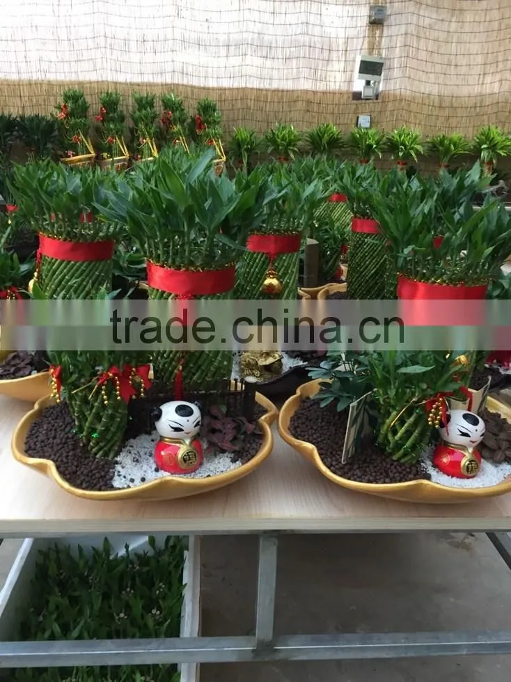 Dracaena sanderiana Sander