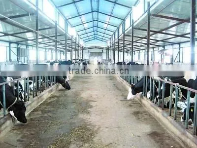 Broiler poultry shed design