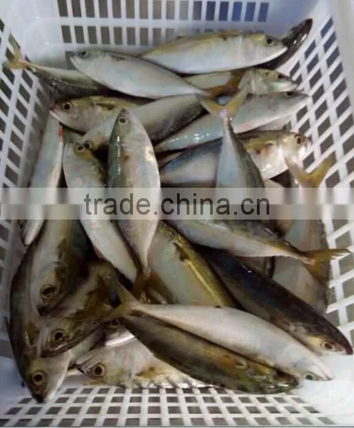 IQF frozen indian mackerel fish whole round