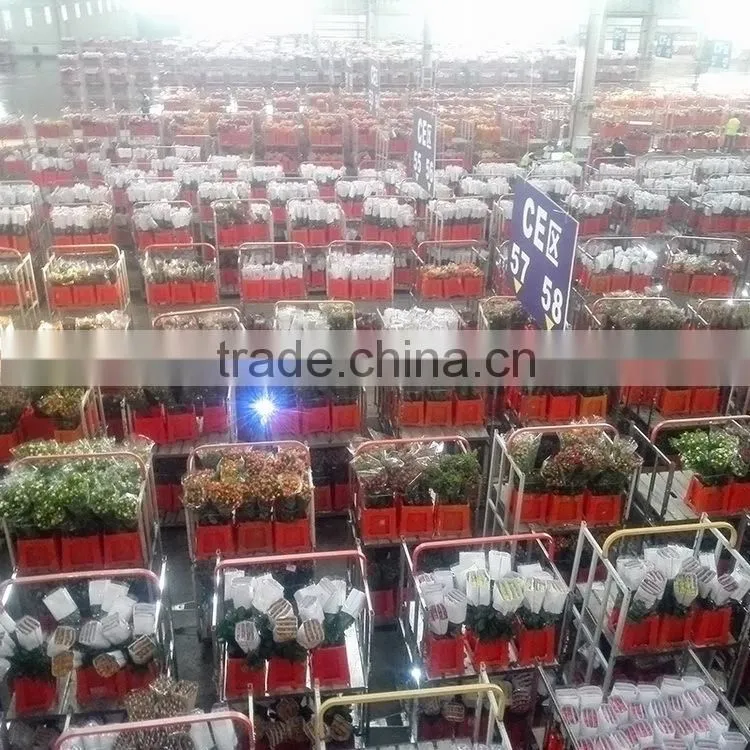 Alibaba china Crazy Selling china fresh black magic rose flower