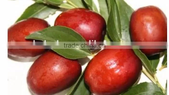 vegetable fruit dates apple melon mango grading processing equipment