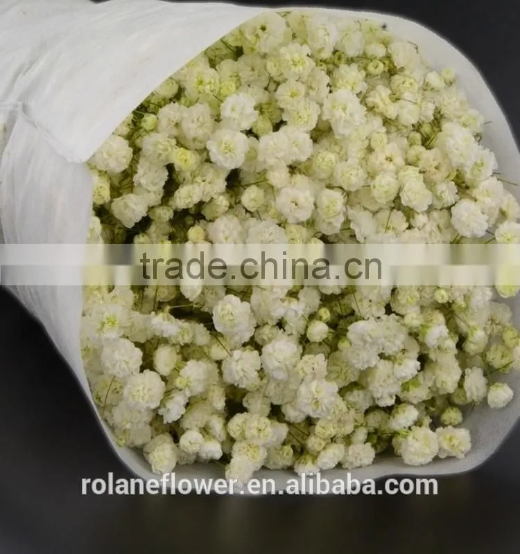Supply gypsophila million stars cutting new gypsophila with 1kg/bundle from Yunnan, China