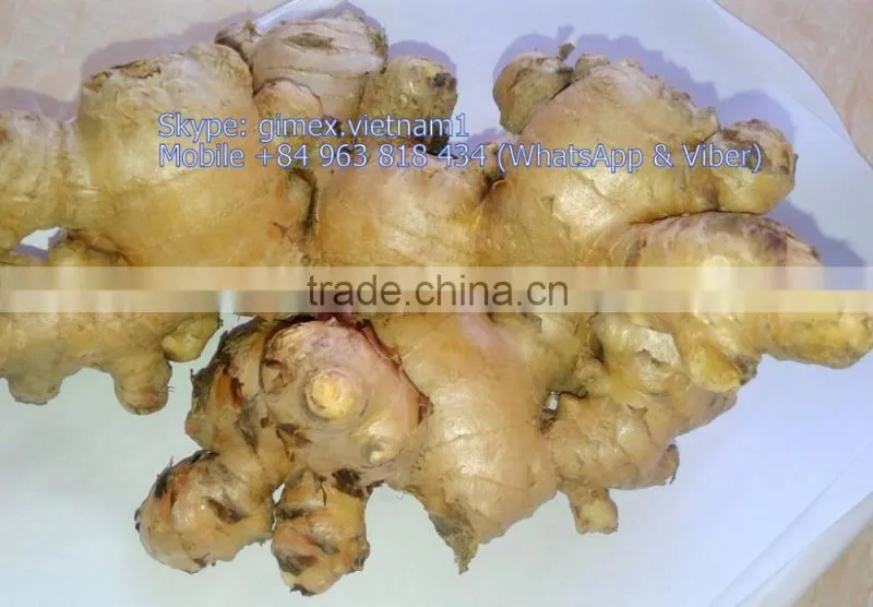 GINGER NEW HARVEST SEASON / Kype: gimex.vietnam1