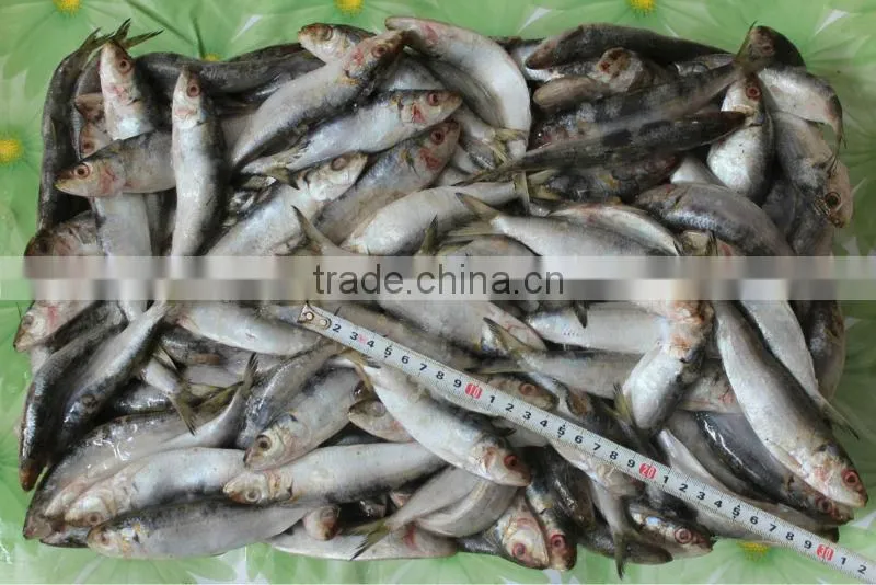 Low price frozen sardine fish