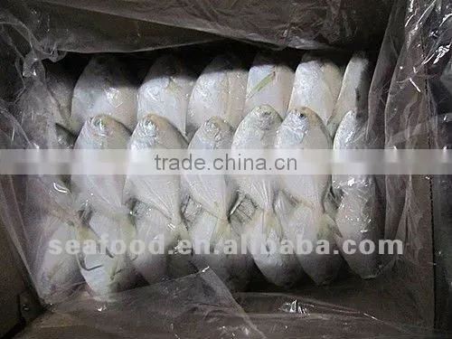 Frozen Silver Pomfret