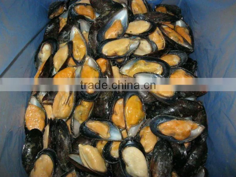 frozen mussel in shell