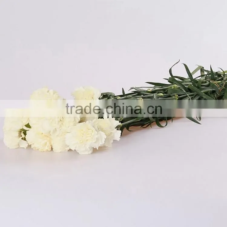 Best quality Snow White carnation flowers export