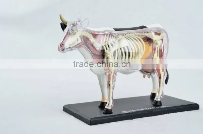 V-AM048 4D MASTER Cow specimen anatomical model