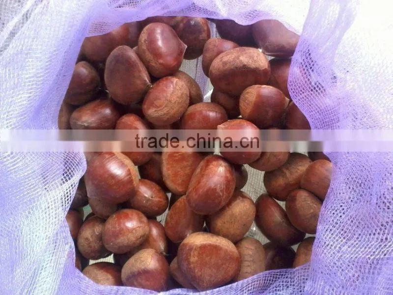 40-50, 50LB gunny bag chinese fresh chestnuts wholesale chestnut