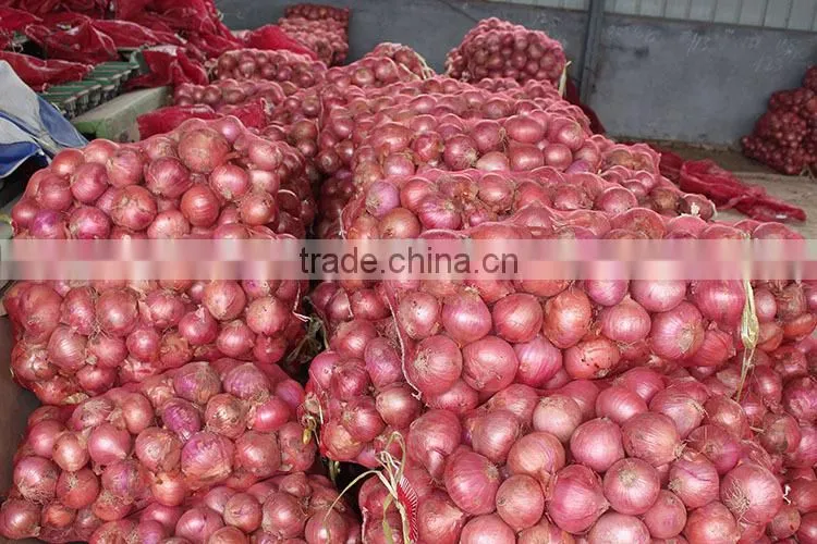 fresh onion on sale in this hot season before new year with high quality and reasonable price