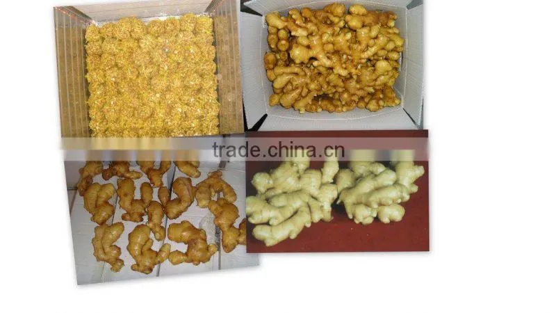 Fresh Ginger,Yellow Ginger