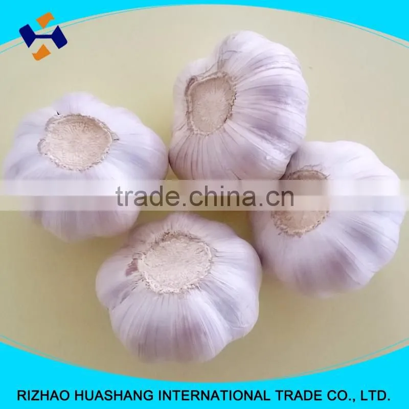 red garlic size6.0cm