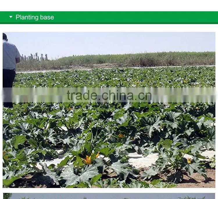 sell cheap natural style melon seeds with different size