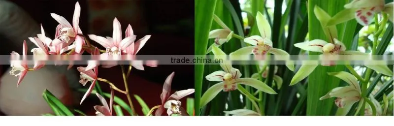 Round Plastic Orchid Planter Pots