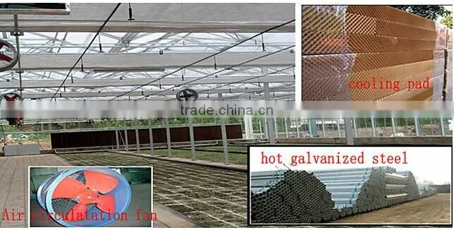 Clear greenhouse Multi span greenhouse