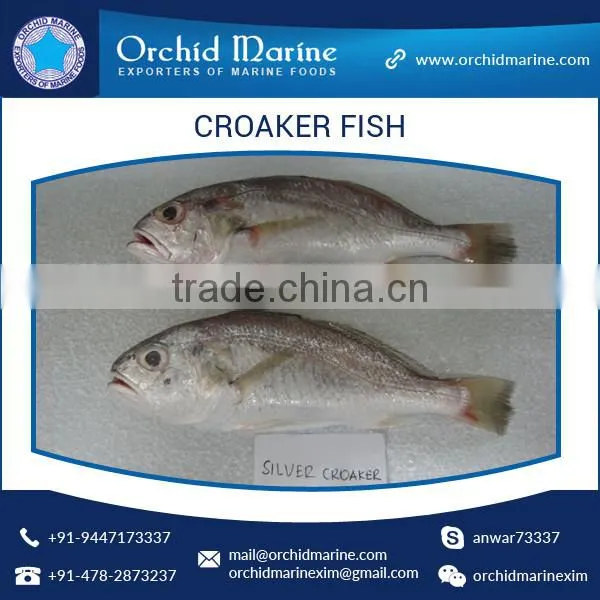 Fresh Frozen Yellow / Silver Croaker Fish