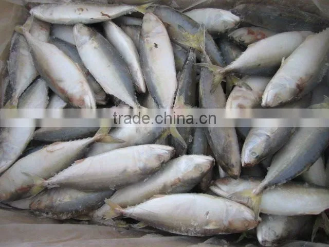 indian mackerel seafood
