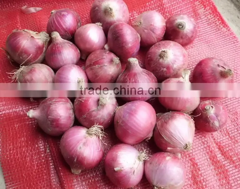 fresh organic red onion for sale