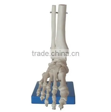 Scaffolding Model