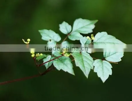 High Quality Dihydromyricetin
