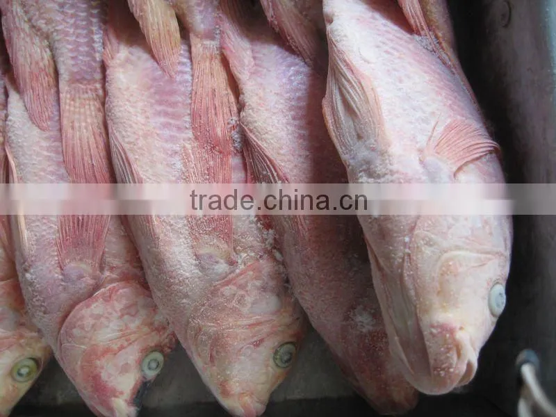 frozen red tilapia fish from China IQF