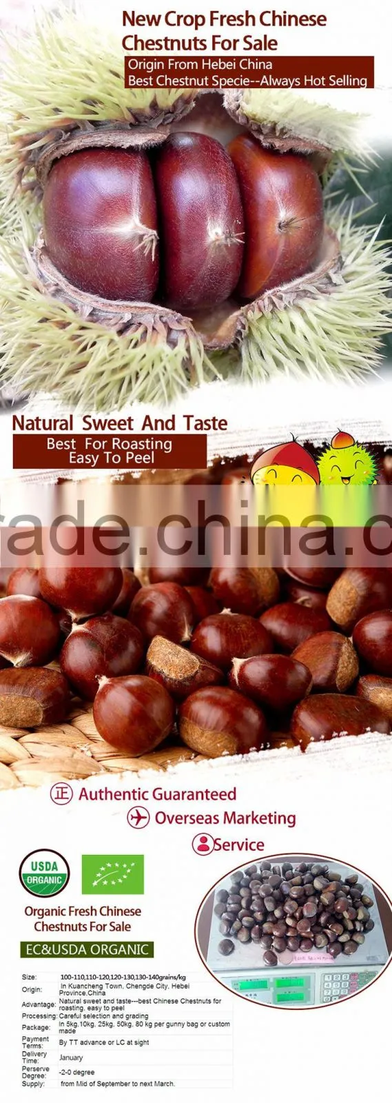 New Crop Fresh Chestnut is the best fruit and vegetables