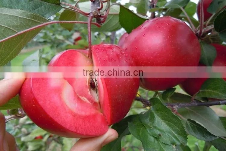 red flesh apple tree seedling