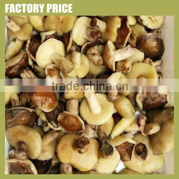 Chinese cultivated honey mushroom