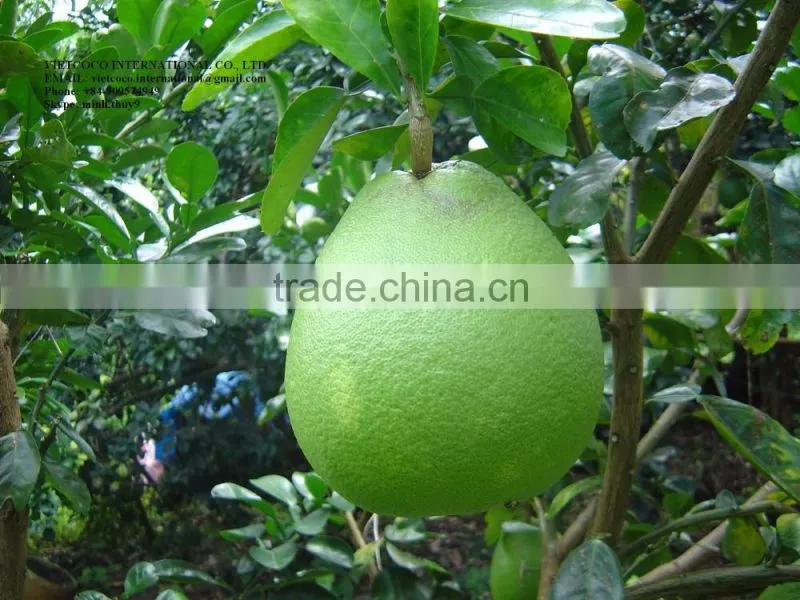 Grapefruit