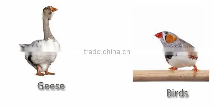 HHD Full Automatic holding automatic 48 eggs incubator chicken eggs for sale EW-48