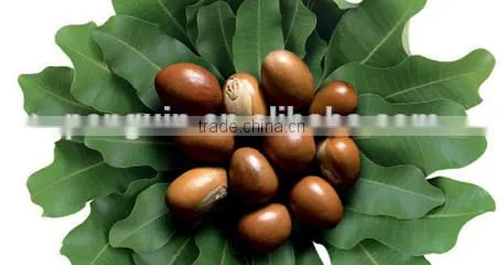 Full continuous shea nut oil mill machine with CE certificate