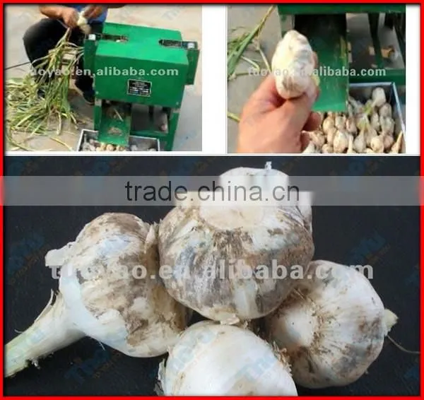 Fast speed fresh garlic root cutting machine/fresh garlic tail cutter(SMS:0086-15837162163)