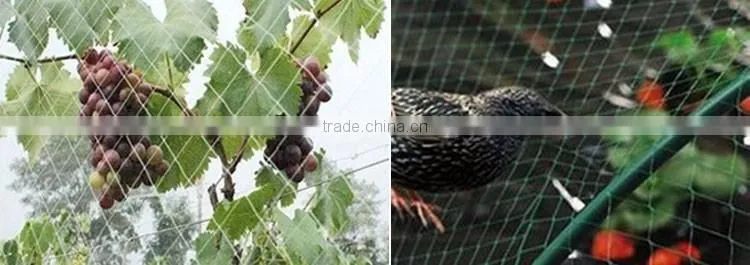 New design plastic screen mesh bird capture nets