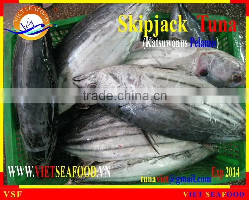 FROZEN W/R SKIPJACK TUNA