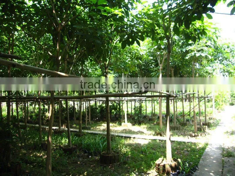 Tabebuia flower outdoor plants