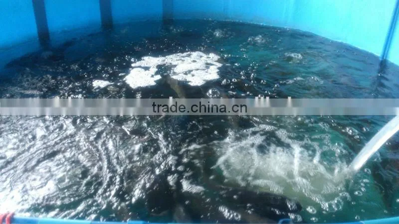Tarpaulin Waterproof Flexible fish ponds , folding fish tanks